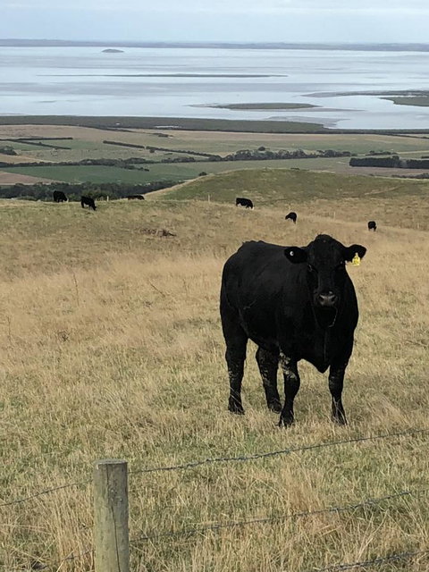 One Tree Hill Wilson Prom And Ocean Views - Accommodation QLD 17