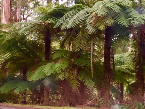 One Tree Hill Wilson Prom And Ocean Views - Accommodation QLD 16