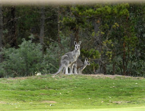 RACV Goldfields Resort - Accommodation QLD 20