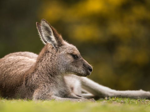 Gipsy Point Lodge & Cottages - Accommodation QLD 39