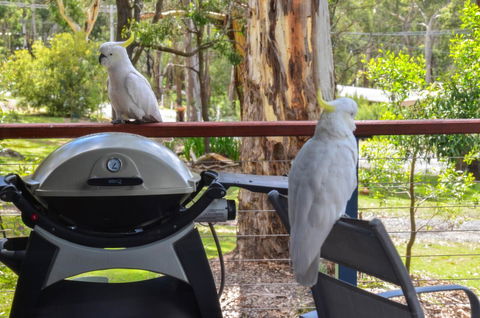 Blue Ridge Retreat - Accommodation QLD 3