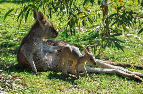 Blue Ridge Retreat - Accommodation QLD 9