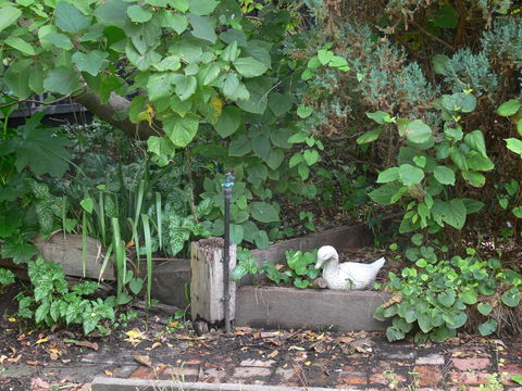 Fairbank House - Accommodation QLD 24