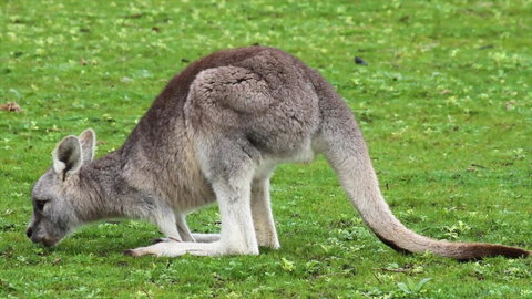 Limosa Rise - Accommodation QLD 17