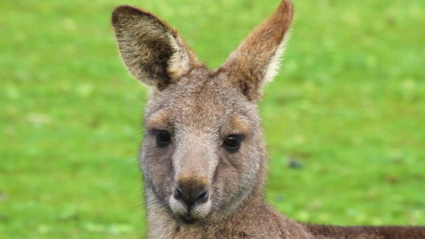 Limosa Rise - Accommodation QLD 16