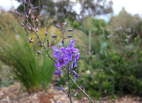 The Chocolate Lily Bed & Breakfast - Accommodation QLD 3