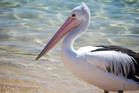 The Peninsular Merimbula - Accommodation QLD 2
