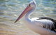 The Peninsular Merimbula - thumb 2
