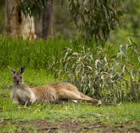 The Stirling Golf Club - Accommodation QLD