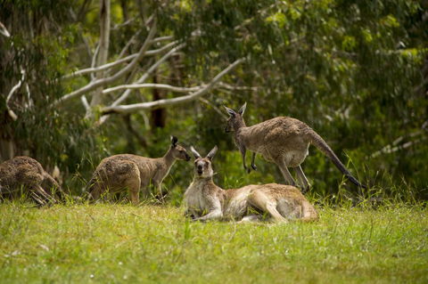 The Stirling Golf Club - Accommodation QLD 1