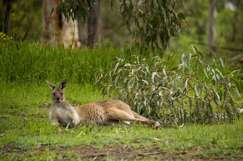 The Stirling Golf Club - Accommodation QLD 0