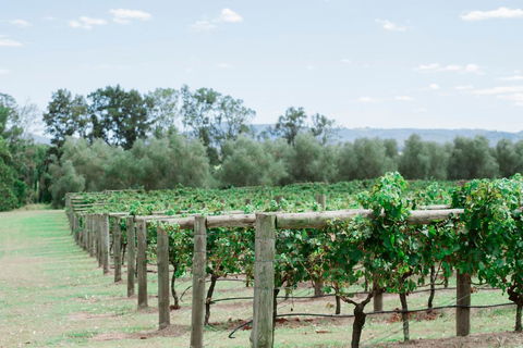 Tranquil Vale Vineyard - Accommodation QLD 2