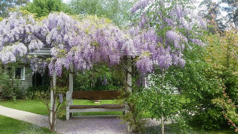 Amelina Cottages - Accommodation QLD 0