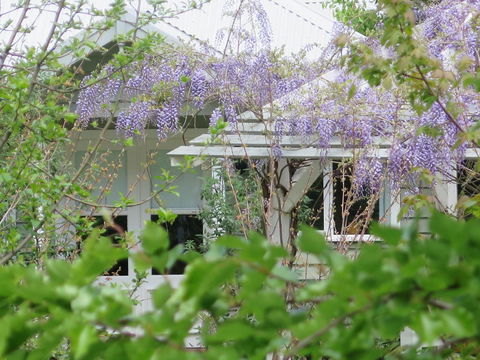 Amelina Cottages - Accommodation QLD 5