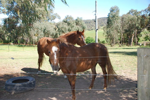 Bluegum Ridge Cottages - Accommodation QLD 34