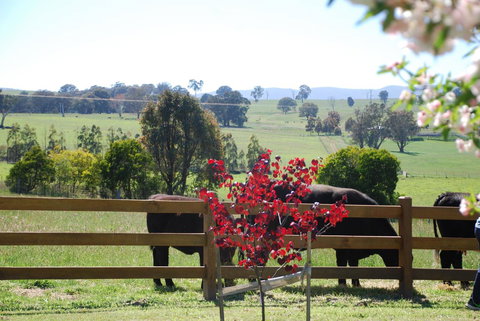Bluegum Ridge Cottages - Accommodation QLD 33