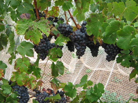 Waybourne- Vineyard And Winery - Accommodation QLD 8