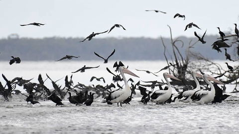 Swan Cove Beachfront - Accommodation QLD 1