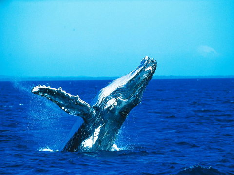 La Mer Sunshine Beachfront - Accommodation QLD 19