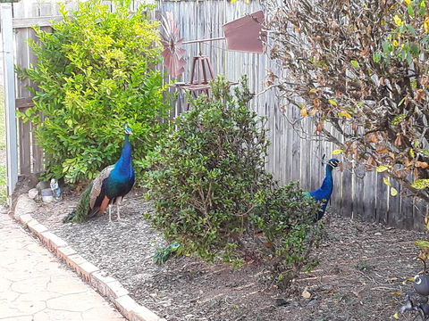 The Peacocks Nest - Accommodation QLD 42