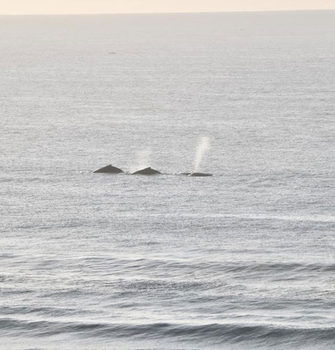 Beach Break - Accommodation QLD 16