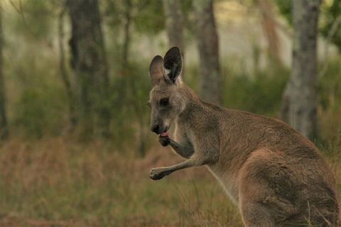 Lake Weyba Noosa Lodge & Kangaroos - Accommodation QLD 43