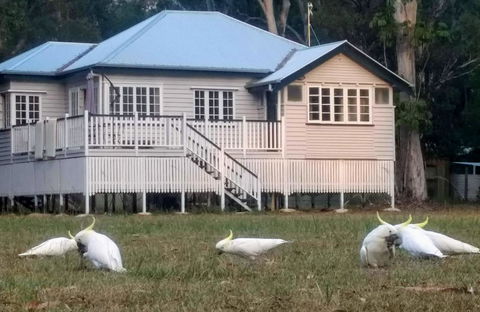 Lake Weyba Noosa Lodge & Kangaroos - Accommodation QLD 20