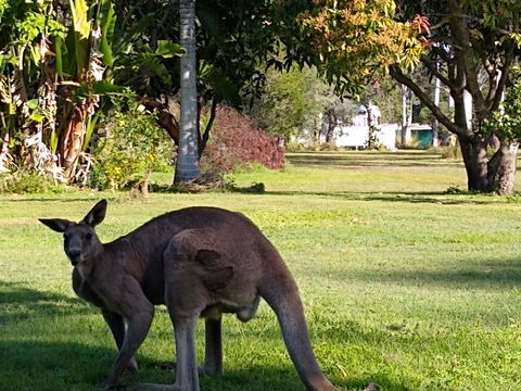 Lake Weyba Noosa Lodge & Kangaroos - Accommodation QLD 24