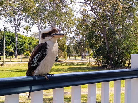 Lake Weyba Noosa Lodge & Kangaroos - Accommodation QLD 18