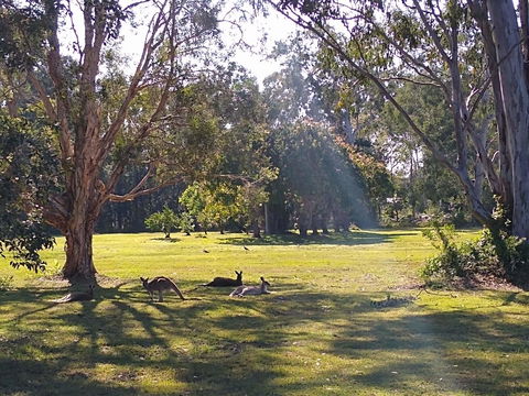 Lake Weyba Noosa Lodge & Kangaroos - Accommodation QLD 4