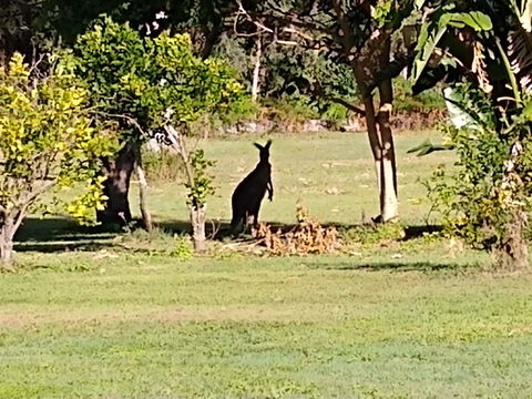 Lake Weyba Noosa Lodge & Kangaroos - Accommodation QLD 29