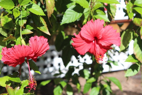 Amaroo On Mandalay, Magnetic Island - Accommodation QLD 35