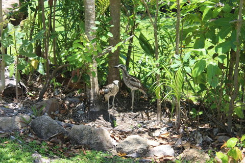 Amaroo On Mandalay, Magnetic Island - Accommodation QLD 40
