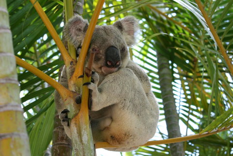 Amaroo On Mandalay, Magnetic Island - Accommodation QLD 44