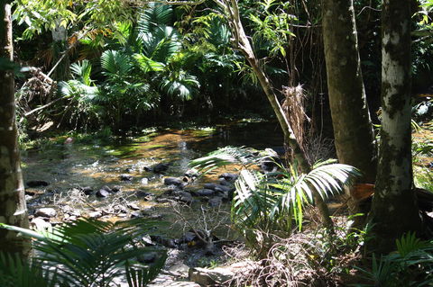 Boutique Bungalows - Accommodation QLD 18