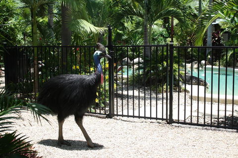 Boutique Bungalows - Accommodation QLD 15