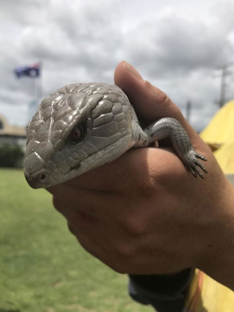 Nanango Star Motel - Accommodation QLD 16