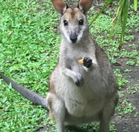 Bluewater Bed  Breakfast Cairns - Accommodation QLD