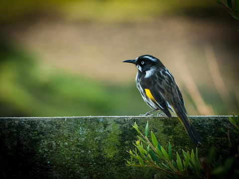 Parnella Adventure Bay, Bruny Island - Accommodation QLD 21