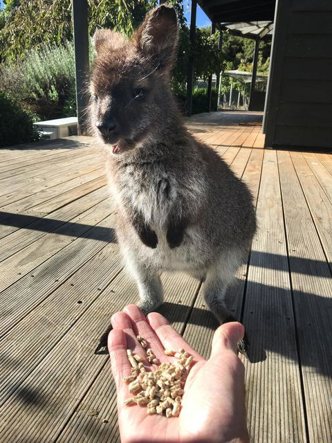Parnella Adventure Bay, Bruny Island - Accommodation QLD 17
