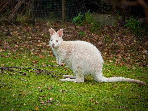 Parnella Adventure Bay, Bruny Island - Accommodation QLD 20