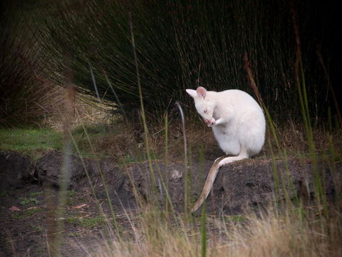 Parnella Adventure Bay, Bruny Island - Accommodation QLD 18
