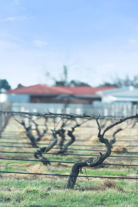 Crimson Ridge - Wines, Vines And Dine - Accommodation QLD 1