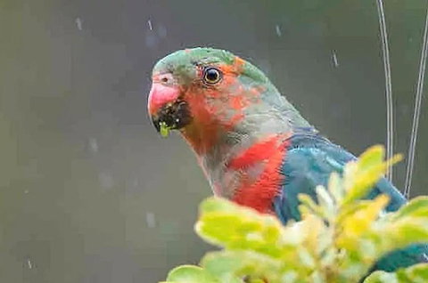 Crystal Cottage Retreat- Escape To The Hinterland! - Accommodation QLD 4