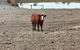 Farm Stay Picturesque Views - thumb 3