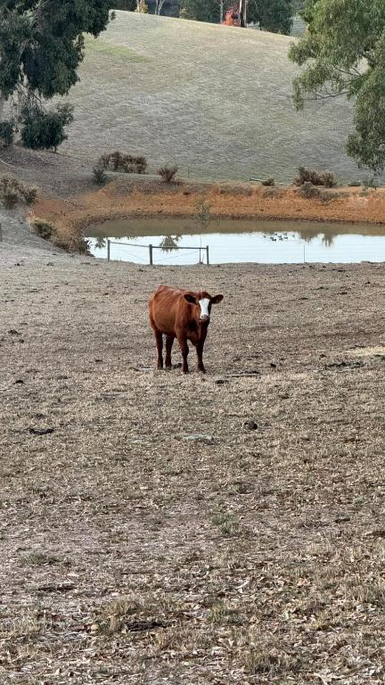 Farm Stay Picturesque Views - Accommodation QLD 3