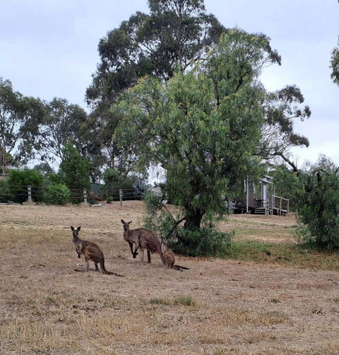 Gums N Roses By Tiny Away - Accommodation QLD 4