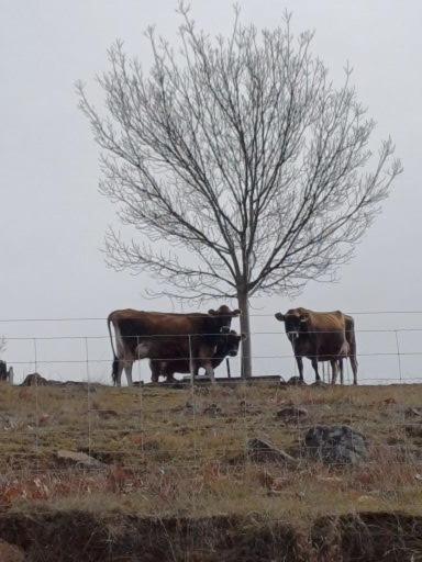 HighRoost Bed & Breakfast Accomodation - Rural Escape - Accommodation QLD 2