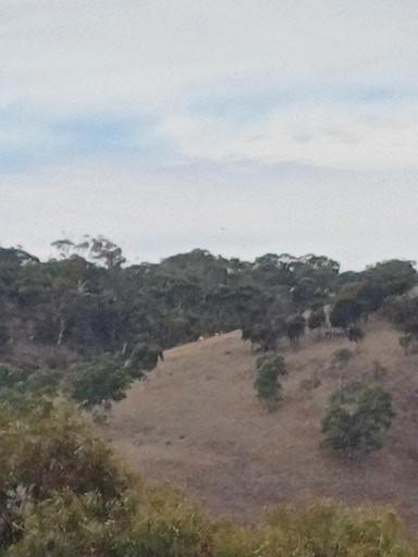 HighRoost Bed & Breakfast Accomodation - Rural Escape - Accommodation QLD 1