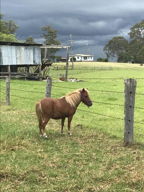 AMs Farm Stay - Accommodation QLD 0